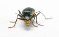 Front view of a Malachite Beetle Malachius bipustulatus Royalty Free Stock Photo