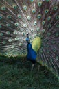 Front view of Male Indian Peafowl Royalty Free Stock Photo