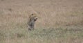 Front view of male leopard walking in the grass of the wild masai mara kenya Royalty Free Stock Photo