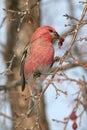 Front View of Male Pine Grosbeak