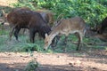front on view of a male water buck & x28;deer& x29; .Confused water buck waiting for a mate - Image