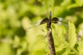 Front View of Male Widow Skimmer Dragonfly