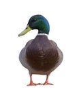 Front view of a Mallard Duck Royalty Free Stock Photo