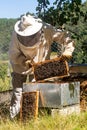 Front view of a man beekeeper extracting a honeycomb from a hive