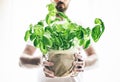Front view of man holding potted fresh green basil plant Royalty Free Stock Photo