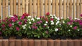 white and pink Catharanthus roseus flowers are blooming in interlocking bricks block with bamboo wooden wall