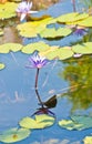 Fresh water, tropical, lily pads. and purple flowers in full bloom Royalty Free Stock Photo