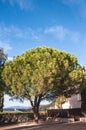 large pine tree in front yard on an isolated home in Italian country side Royalty Free Stock Photo