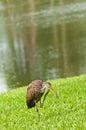 lumpkin, wading bird scratching face with foot