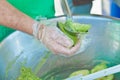 Scooping out ripe, guacamole, from a halved fruit Royalty Free Stock Photo