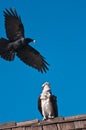 Osprey watching black crow with a fish