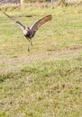 Single Sand Hill crane, beginning to lift off and fly