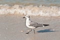 Seagull walking a tropical shoreline