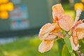 Yellow-orange, hybrid Lilly Royalty Free Stock Photo