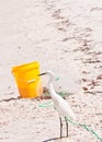 Snowy egret, snooping around a yellow, bate pail