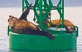 Front view, medium distance of two sea lions laying on green bell body