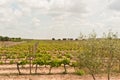 Grape vines of southeast Spain Royalty Free Stock Photo