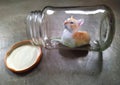 Miniature Ginger cat chilling inside a shiny glass jar. Resting cat and looking upwards.