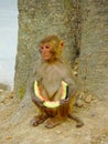 front view of a monkey eatin a piece of watermelon