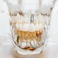 Front view mouth model Royalty Free Stock Photo