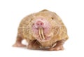 Front view of a Naked Mole-rat, hairless rat Royalty Free Stock Photo