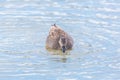 Front view male gadwall duck anas strepera swimming im water Royalty Free Stock Photo