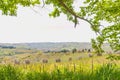 New winery vineyard, with young, new, grape vines and row of, mature olive trees, Italy Royalty Free Stock Photo