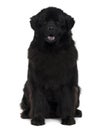 Front view of Newfoundland dog sitting Royalty Free Stock Photo
