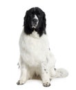 Front view of Newfoundland dog, sitting Royalty Free Stock Photo
