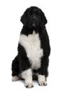 Front view of Newfoundland puppy, sitting