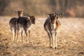 Front view of fallow deer herd approaching on a meadow in spring. Royalty Free Stock Photo