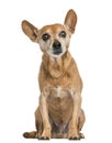Front view of an old German pinscher, 13 years old Royalty Free Stock Photo