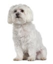 Front view of Old Maltese dog sitting Royalty Free Stock Photo