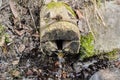 Front view of the old natural brook covered by green moss and ice in the forest in the beginning of the spring season Royalty Free Stock Photo