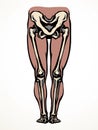 Vector drawing. Bones of the leg