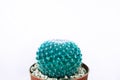 Front view. ornamental plant background closeup cactus in vase w