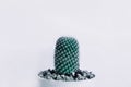 Front view. ornamental plant background closeup cactus in vase w