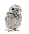 Front view of a owlet looking at the camera - Athe Royalty Free Stock Photo