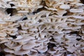 Front view of Oyster mushroom growing up in plant nusery, agricultural industry concept