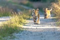 Front view of pair of Bengal tiger cubs on a walk outdoors Royalty Free Stock Photo