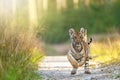 Front view of pair of Bengal tiger are running towards the camera Royalty Free Stock Photo