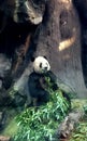 Front view of a panda, also called giant panda or panda bear, from the mammal species of the bears Royalty Free Stock Photo