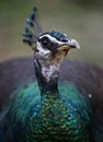 Peacock in Kuala Lumpur Bird Park, Malaysia. Royalty Free Stock Photo