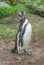 Front view of penguin on field Royalty Free Stock Photo
