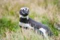 Front view of penguin in high grass on meadow Royalty Free Stock Photo