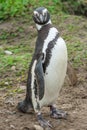 Front view of penguin Royalty Free Stock Photo