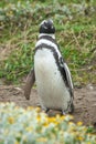 Front view of penguin standing Royalty Free Stock Photo