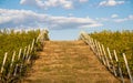 Wide green opening between vineyards rows