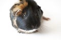 Front on view of pet guinea pig Royalty Free Stock Photo