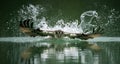 An osprey hunting fish and emerging from the water